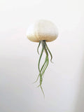 Hanging Jellyfish Air Plants - Ombre