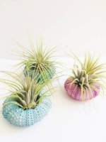 Air Plant + Urchin Shell Holder- Indoor planter